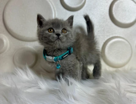 British Shorthair Gri 2 Aylık Erkek