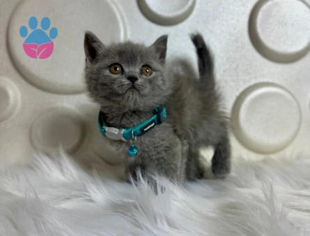 British Shorthair Gri 2 Aylık Erkek