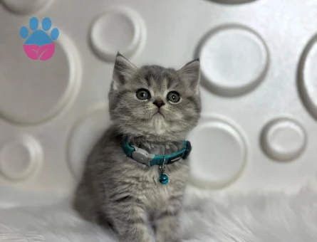 British Shorthair Tabby Erkek 2 Aylık