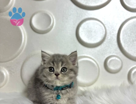 British Shorthair Tabby Erkek 2 Aylık