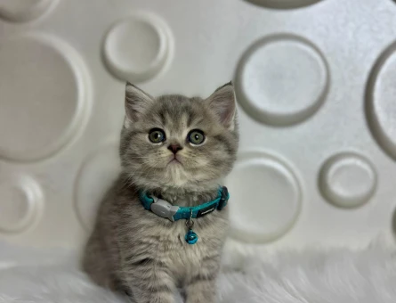 British Shorthair Tabby Erkek 2 Aylık