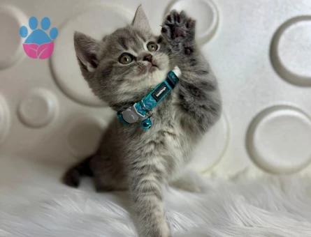 British Shorthair 2 Aylık Tabby ErkekYavrumuz