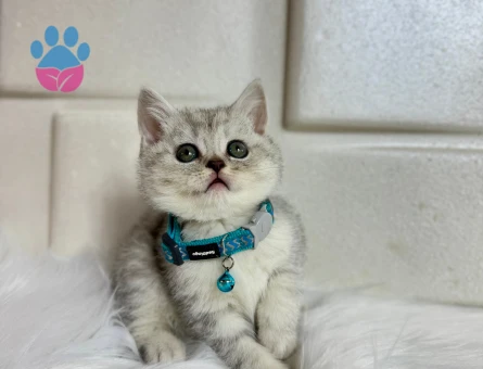 British Shorthair Silver Erkek  Aylık