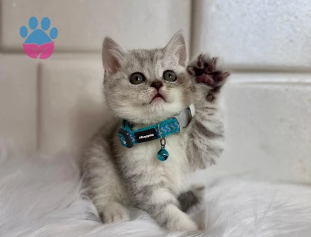 British Shorthair Silver Erkek  Aylık