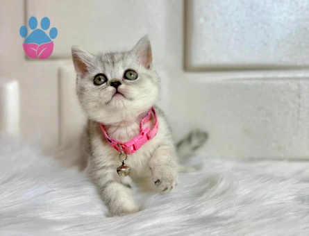 British Shorthair Silver Dişi Yavrumuz