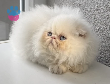 İRAN PERSİAN 2 AYLIK DİŞİ