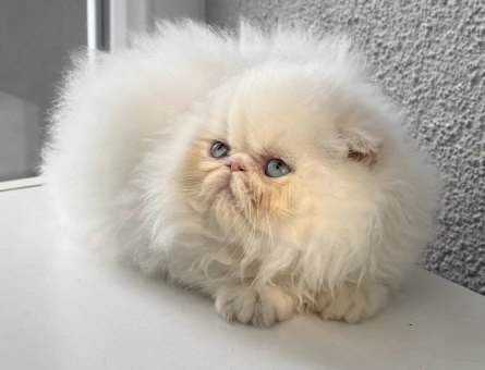 İRAN PERSİAN 2 AYLIK DİŞİ