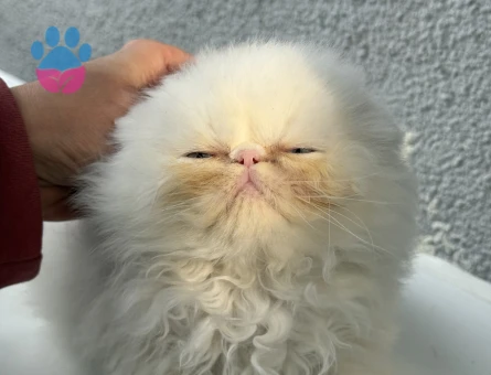 İRAN PERSİAN 2 AYLIK DİŞİ