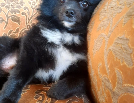 Pomeranian Boo 2 Yaşında Eğitimli Yuva Arıyor