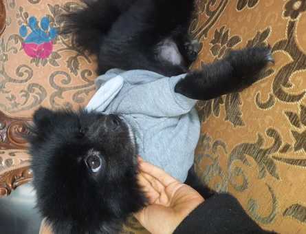 Pomeranian Boo 2 Yaşında Eğitimli Yuva Arıyor