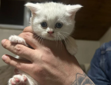 British Shorthair 2 Aylıklar