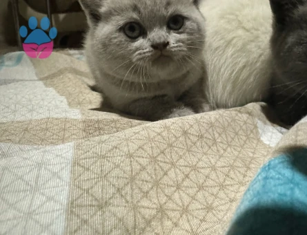 British Shorthair 2 Aylıklar