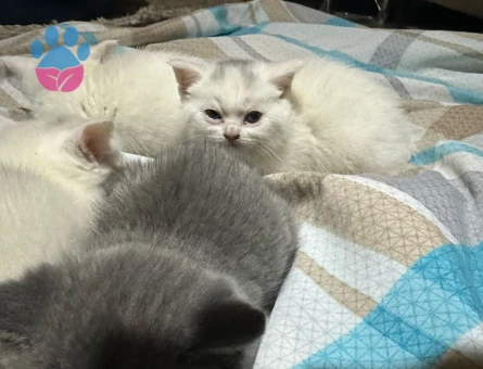 British Shorthair 2 Aylıklar