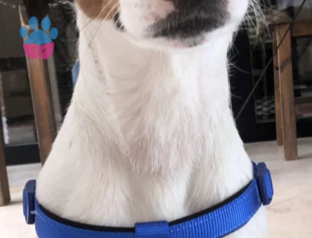 Jack Russel 4 Yaşında Yuva Arıyor