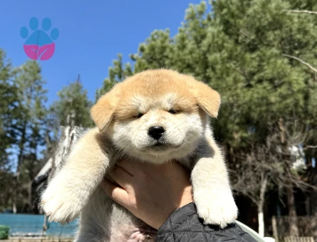 Akita Inu 3 Aylık Yavrular