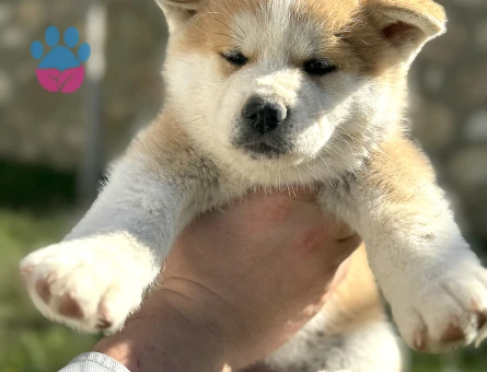 Akita Inu 3 Aylık Yavrular