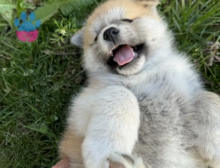 Akita Inu 3 Aylık Yavrular