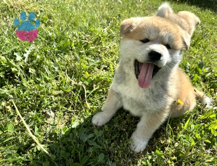 Akita Inu 3 Aylık Yavrular