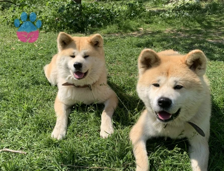 Akita Inu 3 Aylık Yavrular