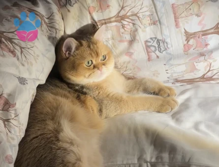 Golden British shorthair saf kan ogluma es ariyorum