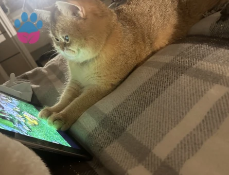 Golden British shorthair saf kan ogluma es ariyorum