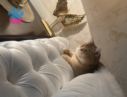 Golden British shorthair saf kan ogluma es ariyorum