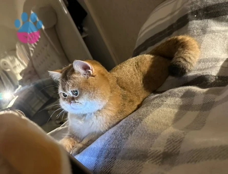 Golden British shorthair saf kan ogluma es ariyorum