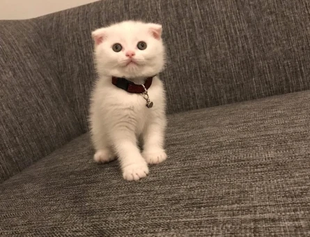 Scottish Fold Kedimin Yavruları Yuva Arıyor