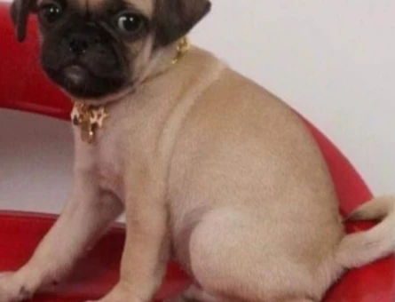 3 Aylık Pug Yavrular