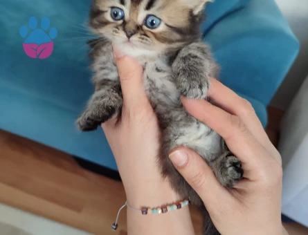 British Longhair 2 Aylık Yavrular