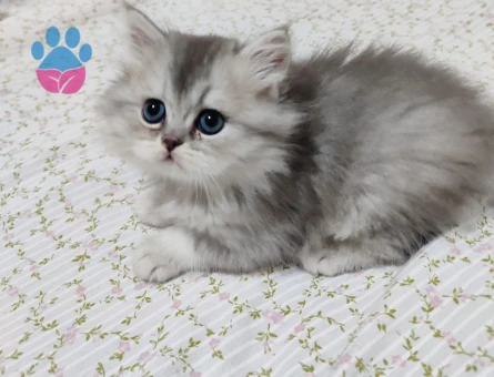 British Longhair 2 Aylık Yavrular