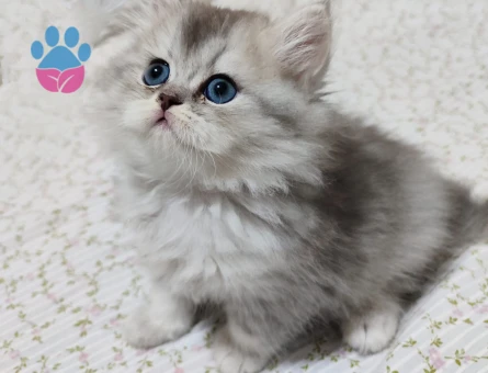 British Longhair 2 Aylık Yavrular