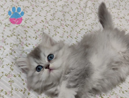 British Longhair 2 Aylık Yavrular