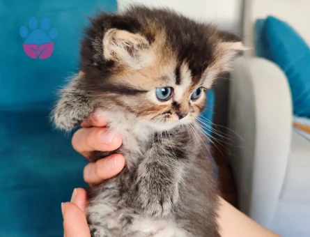 British Longhair 2 Aylık Yavrular