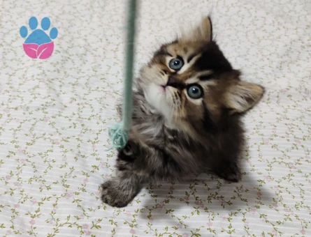 British Longhair 2 Aylık Yavrular