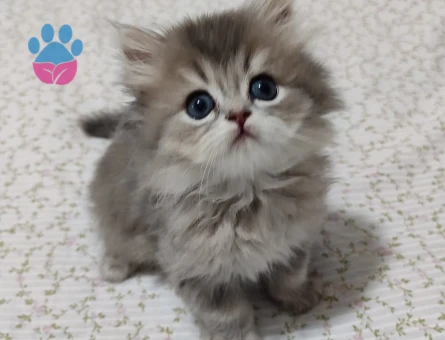 British Longhair 2 Aylık Yavrular