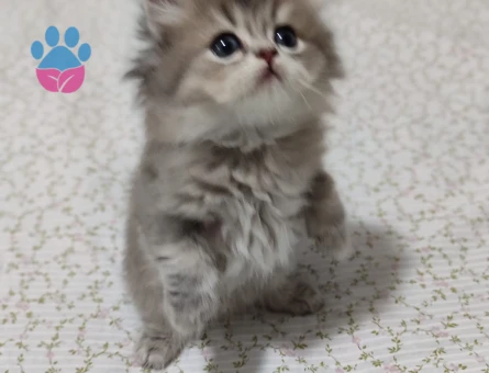 British Longhair 2 Aylık Yavrular