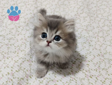 British Longhair 2 Aylık Yavrular