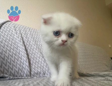 Exotic Shorthair Yavru 2 Aylık