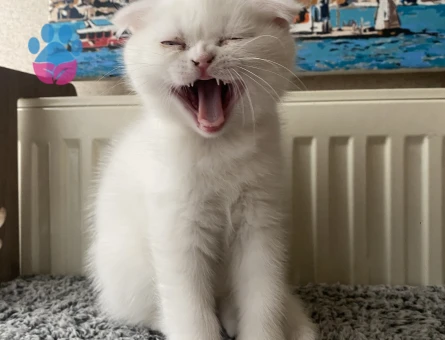 Exotic Shorthair Yavru 2 Aylık