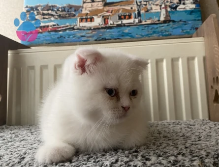 Exotic Shorthair Yavru 2 Aylık