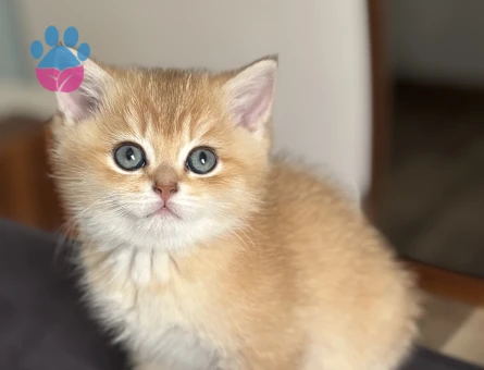 British Shorthair Ny12