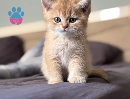 British Shorthair Ny12