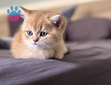 British Shorthair Ny12