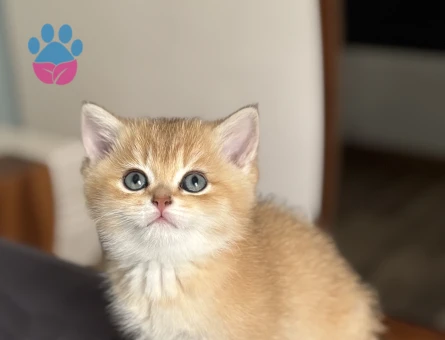 British Shorthair Ny12