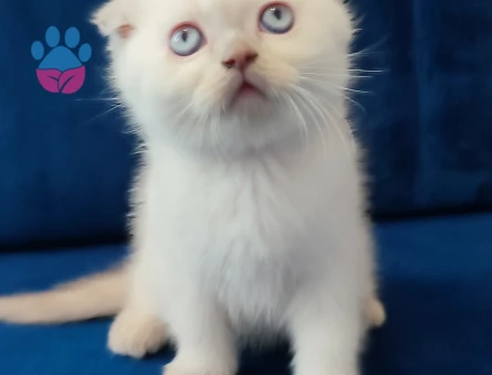 Secereli scottish fold straight Yavrular