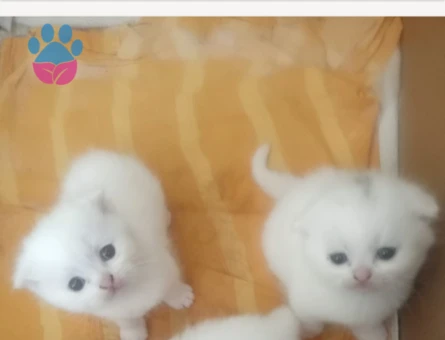 British Shorthair Yuva Arıyor