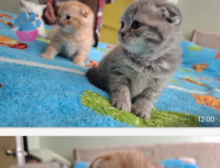 British Shorthair Yuva Arıyor