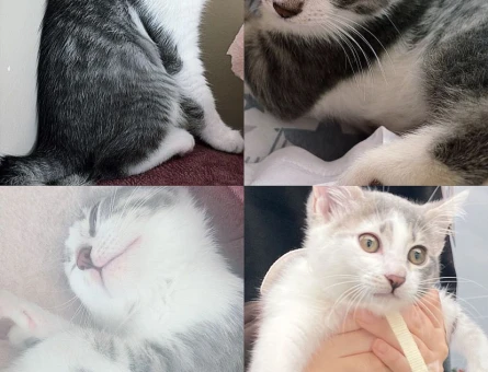 Domestic shorthair Dişi Kedi Yavrumuzu sahiplendirmek istiyorum - 4359