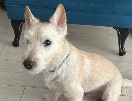 Erkek Köpeğim Çiftleşmek İstiyor - 118983976